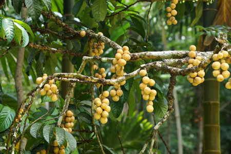 Long Gong fruit on tree in fruit garden.Thailandの写真素材
