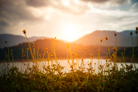 Flower grass and sunlight on the Dam, Thailand.の写真素材