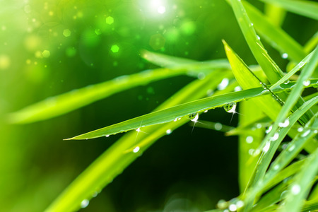 Water drops on bamboo leaves in the rainy season.の写真素材