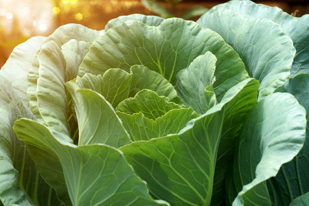 close-up of fresh cabbage in the vegetable garden