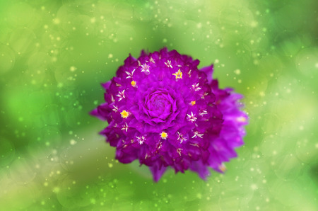 amaranth Flowerの写真素材