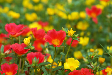 portulaca flower in the gardenの写真素材
