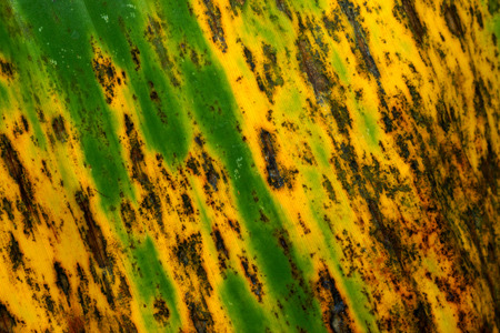 Banana leaves (Musa gracilis Horltt.)の写真素材