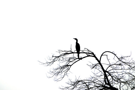 Silhouettes of dead trees and bird.の写真素材