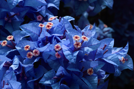 Bougainvillea flower.の写真素材