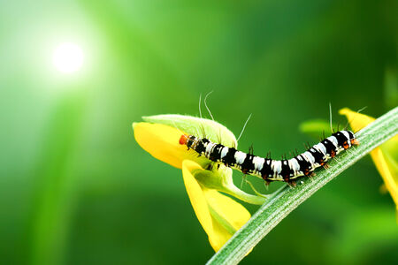 Black and white larva in the Crotalaria juncea field.の写真素材
