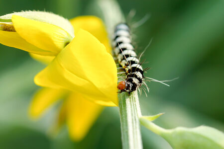 Black and white larva in the Crotalaria juncea field.の写真素材