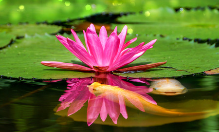 Pink Waterlily and the fish in under water.の写真素材