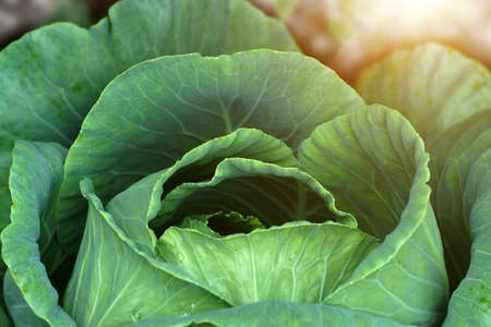 close-up of fresh cabbage in the vegetable gardenのeditorial素材