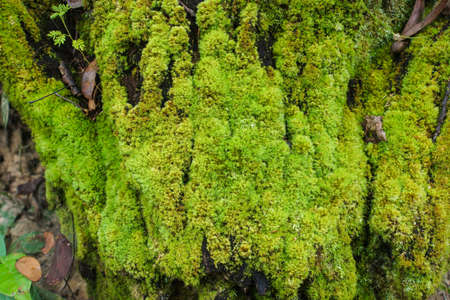 Green moss on the old wood in rainforest.