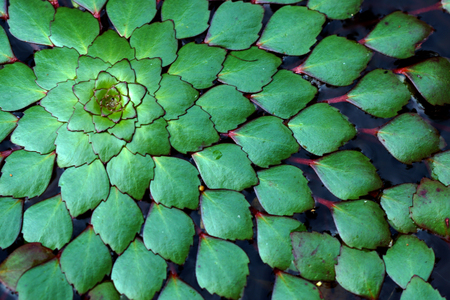 water chestnut background. (Ludwigia sedioides Hora)の写真素材