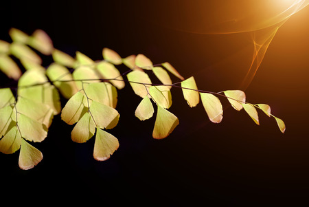 Fern leaf close-upの写真素材