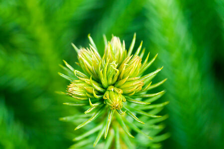 pine leaves
