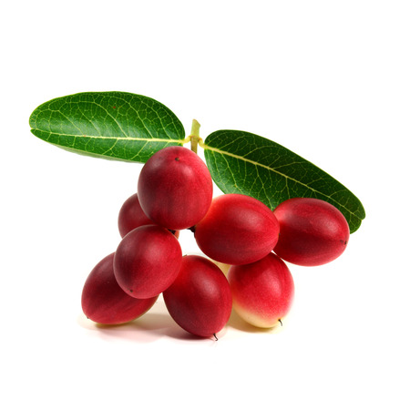 Super fruit and herbs.(Carissa carandas Linn.)の写真素材