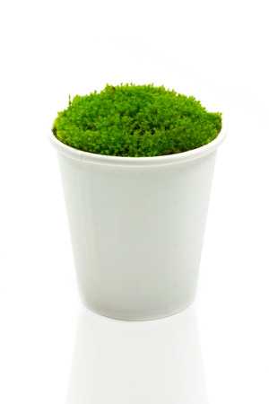 Green moss in the paper grass on a white background.の写真素材