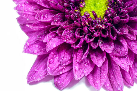 Close up of Purple chrysanthemum flower and water drop.の写真素材