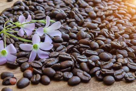 roasted coffee beansの写真素材