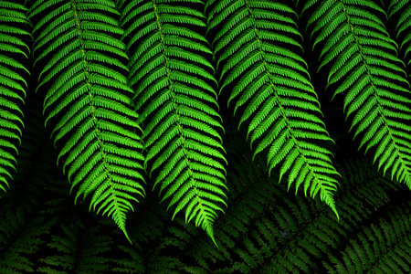 Green Fern leaf