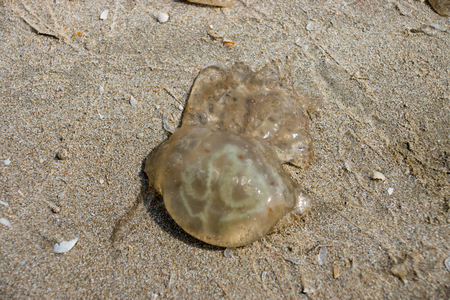 Dead jellyfish on the beach
