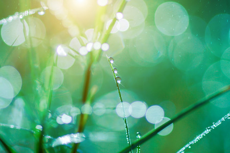 Fresh morning dew on spring grass, natural green light backgroundの写真素材