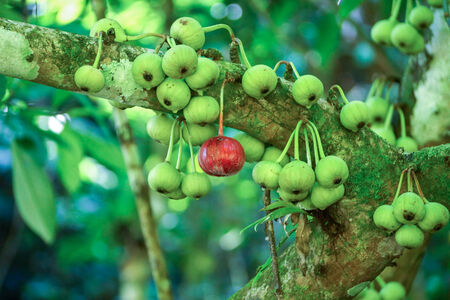 Wild Figs on the branch of a fig treeの写真素材