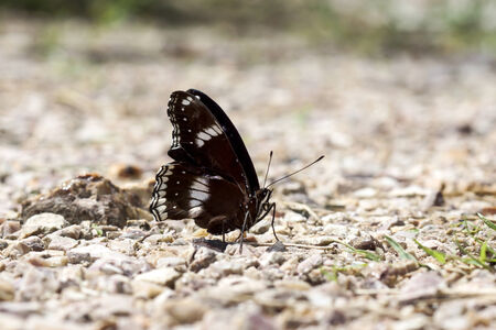 Black butterflies foraging on the ground.の写真素材