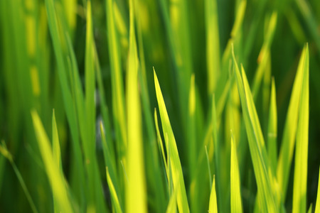rice plant in rice fieldの写真素材