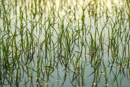 rice plant in rice fieldの写真素材