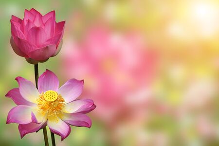 Beautiful lotus flowerの写真素材