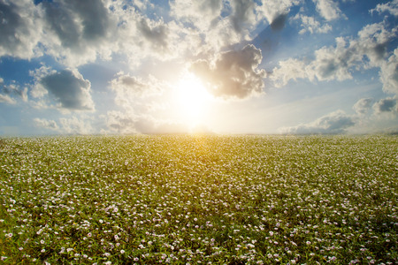 morning glory land.の写真素材
