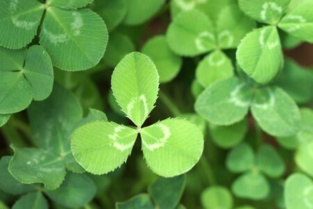 leaf clover