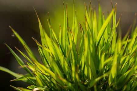 flower grass