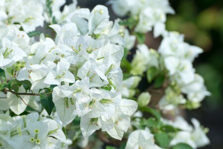 White Bougainvillea flower.
