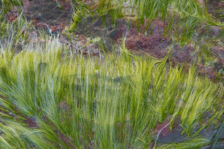 Green algae on the rocks