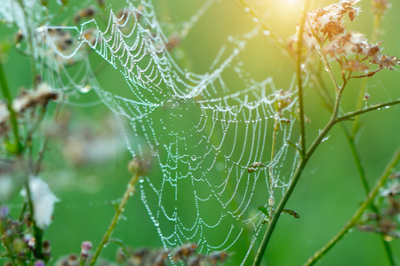 Close-up of cobweb with dew.の写真素材