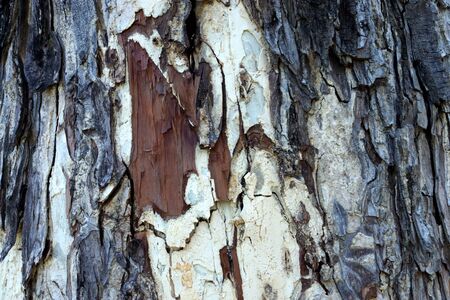 Old rough tree bark background textureの写真素材