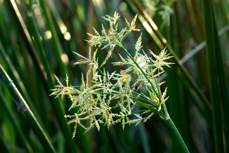 Close up papyrus flower as background abstractの写真素材
