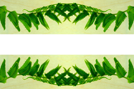 fern leaves on wood background.の写真素材