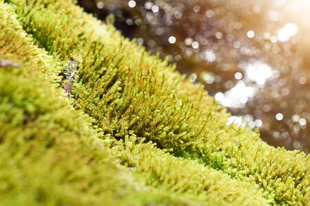 close up of green moss on the rock in the waterfall.