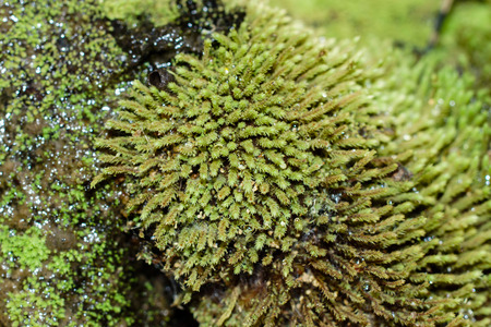 close up of green moss on the rock in the waterfall.