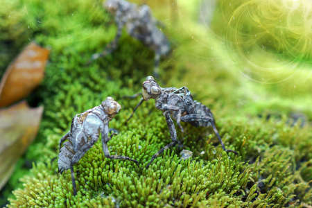 Dragonfly molt on the mossの写真素材