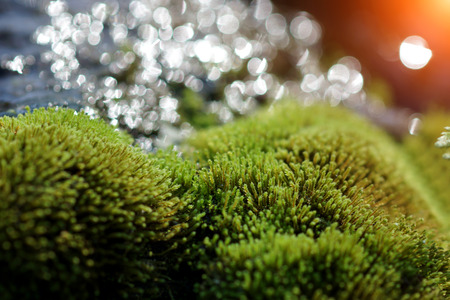 close up of green moss on the rock in the waterfall.