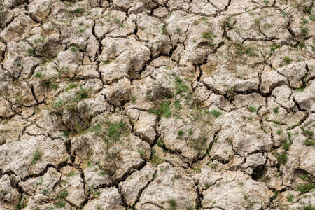 Dry land. Cracked ground background.