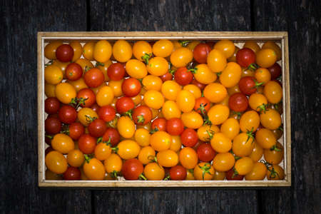 Small Red and Yellow tomato.の写真素材
