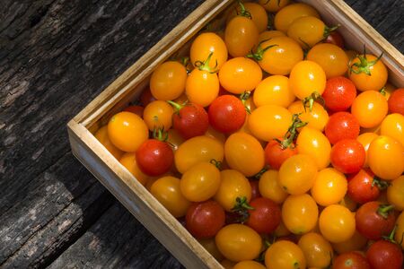 Small Red and Yellow tomato.の写真素材