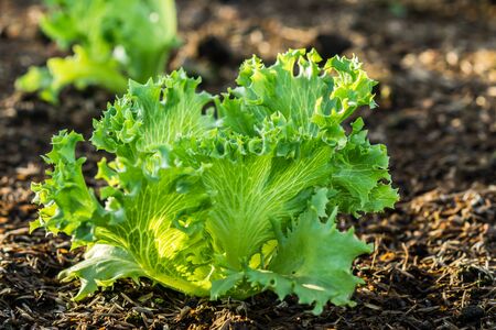 Oak leaf lettuceの写真素材