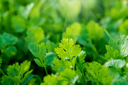 Green corianderの写真素材