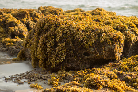 Yellow Seaweed. (Sargassum sp.)