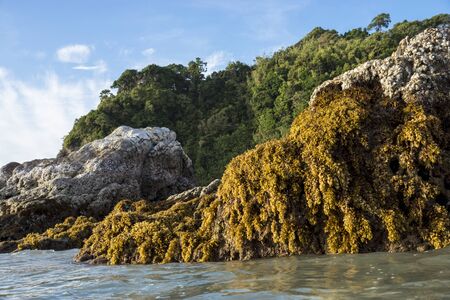 Yellow Seaweed. (Sargassum sp.)