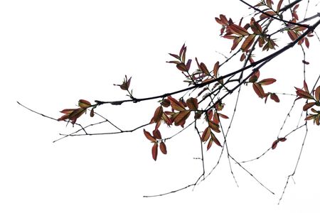Twigs and leaves in the spring. (lagerstroemia macrocarpa)の写真素材